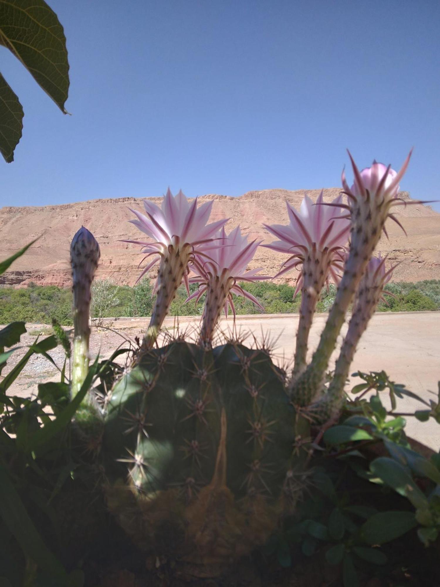 Hotel Dar Bilal Ait Benhaddou Exterior foto